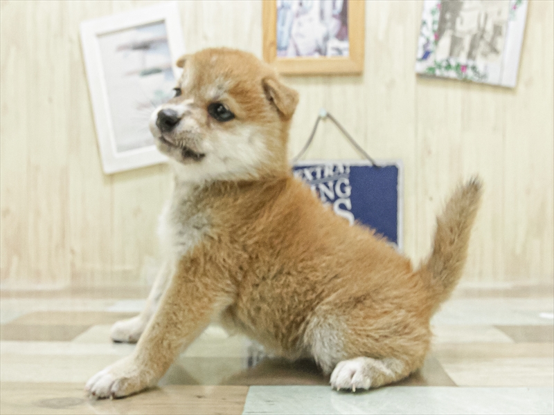 愛知県の柴犬(標準サイズ) (ワンラブイオン春日井店/2025年7月5日生まれ/女の子/赤)の子犬の2枚目の画像