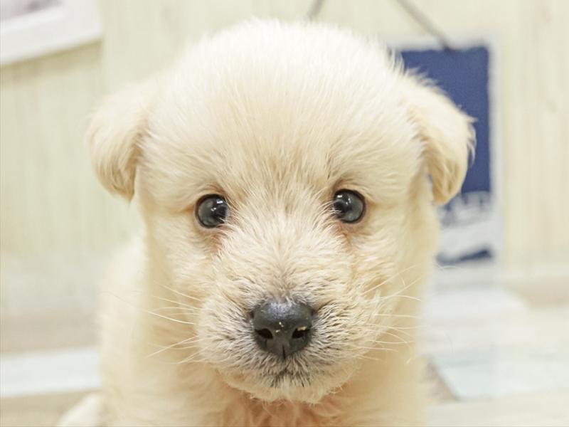 愛知県の柴プー/豆プー/マメプー(柴犬×トイプードル) (ワンラブ名古屋守山インター総本店/2025年7月1日生まれ/男の子/クリーム)の子犬の1枚目の画像