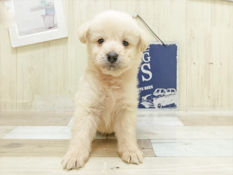 愛知県の柴プー/豆プー/マメプー(柴犬×トイプードル) (ワンラブ名古屋守山インター総本店/2025年7月1日生まれ/男の子/クリーム)の子犬の3枚目の画像