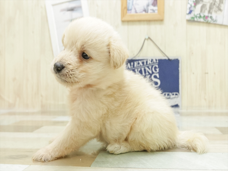 愛知県の柴プー/豆プー/マメプー(柴犬×トイプードル) (ワンラブ名古屋守山インター総本店/2025年7月1日生まれ/男の子/クリーム)の子犬の2枚目の画像
