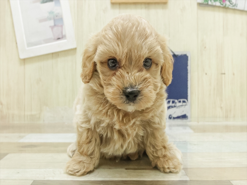 福岡県のマルプー(マルチーズ×プードル) (ワンラブカインズ福岡新宮店/2025年7月4日生まれ/男の子/アプリコット)の子犬の3枚目の画像