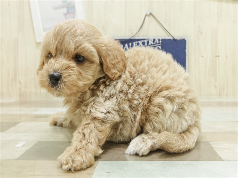 福岡県のマルプー(マルチーズ×プードル) (ワンラブカインズ福岡新宮店/2025年7月4日生まれ/男の子/アプリコット)の子犬の2枚目の画像