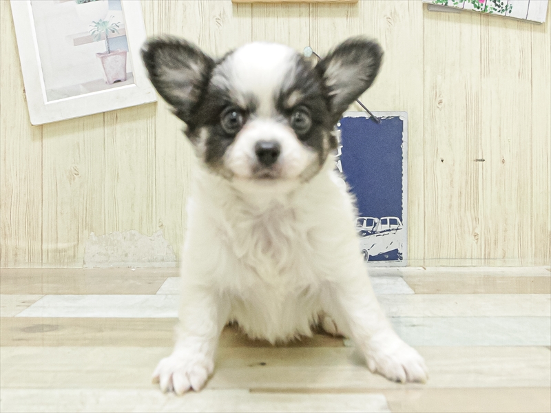 岡山県のパピチー/チワパピ(パピヨン×チワワ) (ワンラブアリオ倉敷店/2025年7月1日生まれ/男の子/ブラックタンホワイト)の子犬の3枚目の画像