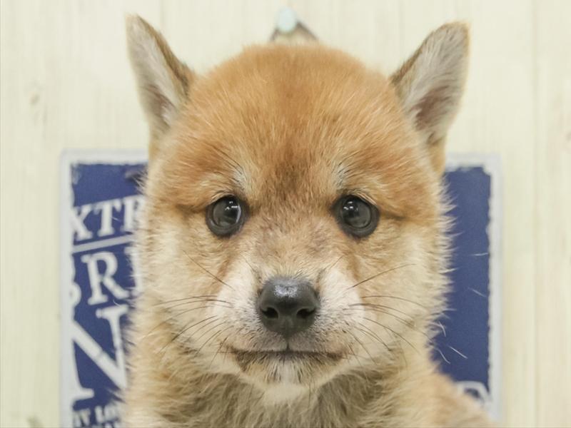 岡山県の豆柴 (ワンラブアリオ倉敷店/2025年7月5日生まれ/女の子/赤)の子犬の1枚目の画像