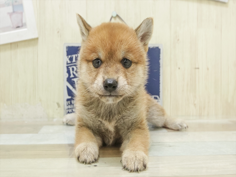 岡山県の豆柴 (ワンラブアリオ倉敷店/2025年7月5日生まれ/女の子/赤)の子犬の3枚目の画像