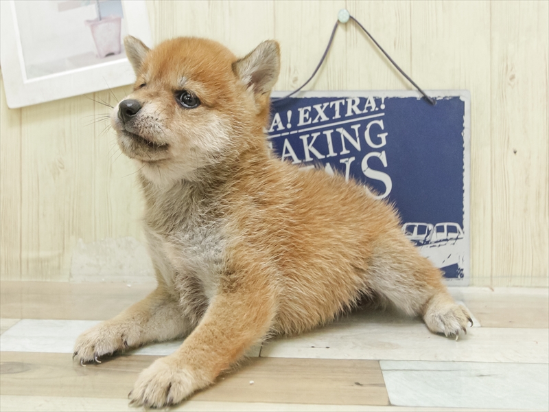 岡山県の豆柴 (ワンラブアリオ倉敷店/2025年7月5日生まれ/女の子/赤)の子犬の2枚目の画像