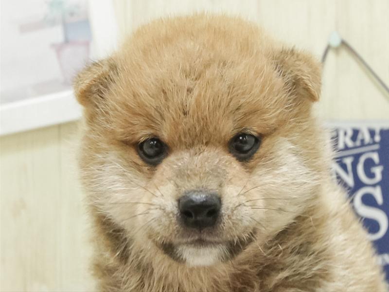 愛知県の豆柴 (ワンラブ名古屋守山インター総本店/2025年7月5日生まれ/男の子/赤)の子犬の1枚目の画像