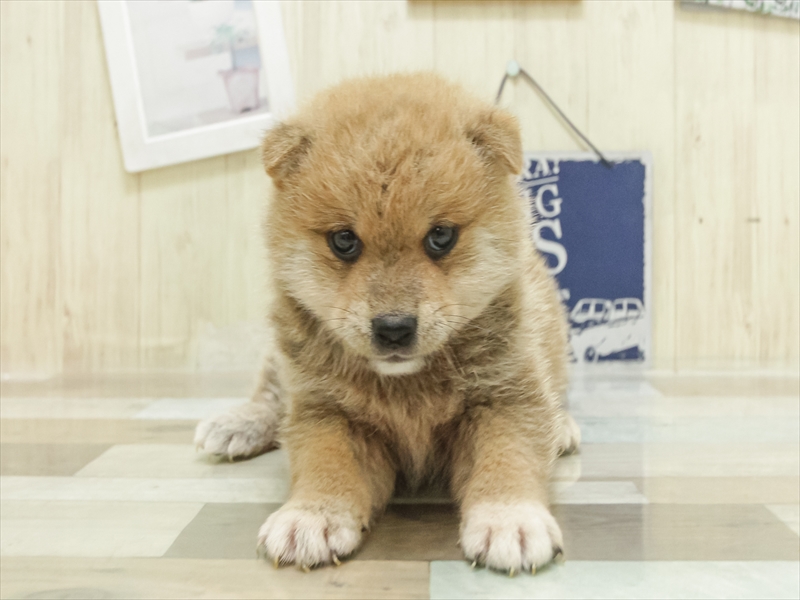 愛知県の豆柴 (ワンラブ名古屋守山インター総本店/2025年7月5日生まれ/男の子/赤)の子犬の3枚目の画像