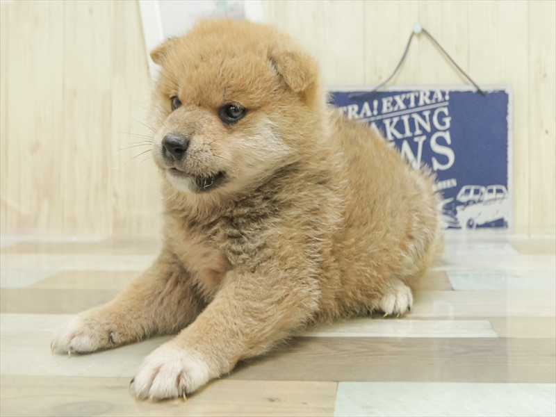 愛知県の豆柴 (ワンラブ名古屋守山インター総本店/2025年7月5日生まれ/男の子/赤)の子犬の2枚目の画像