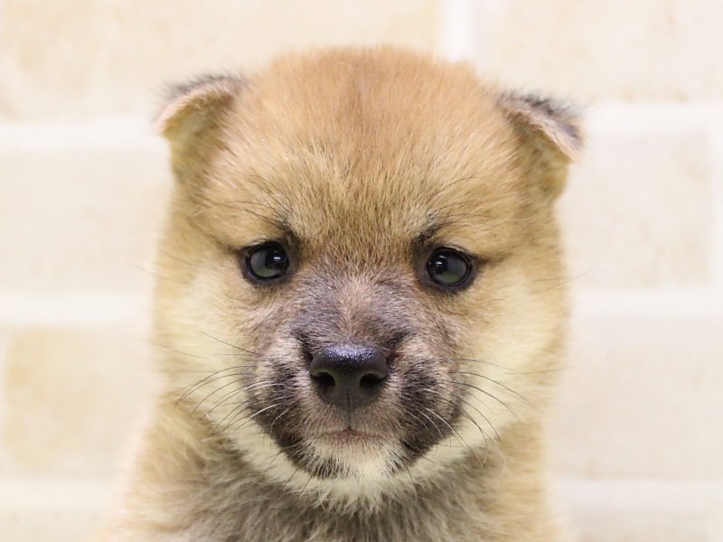 埼玉県の豆柴 (ワンラブ埼玉寄居店/2025年7月4日生まれ/男の子/赤)の子犬の1枚目の画像