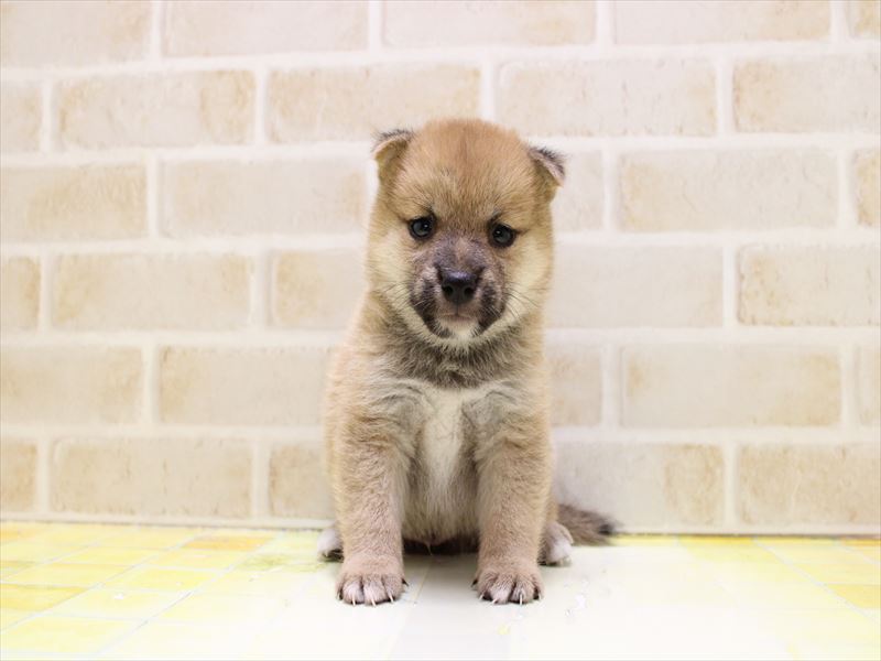 埼玉県の豆柴 (ワンラブ埼玉寄居店/2025年7月4日生まれ/男の子/赤)の子犬の3枚目の画像