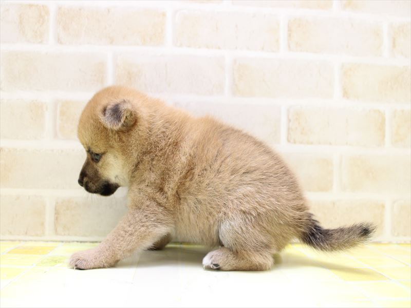 埼玉県の豆柴 (ワンラブ埼玉寄居店/2025年7月4日生まれ/男の子/赤)の子犬の2枚目の画像