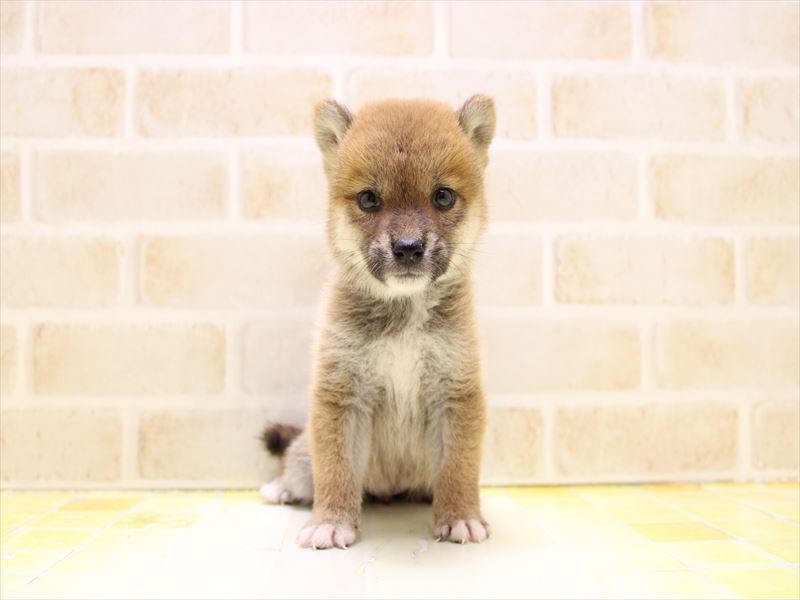 東京都の豆柴 (ワンラブ有明ガーデン東京本店/2025年7月5日生まれ/女の子/赤)の子犬の2枚目の画像