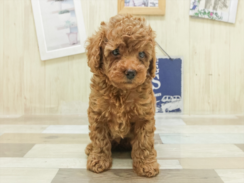 三重県のトイプードル(トイ) (ワンラブMEGA ドン・キホーテ四日市店/2025年7月5日生まれ/男の子/レッド)の子犬の3枚目の画像