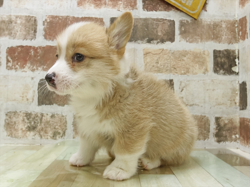 秋田県のウェルシュコーギーペンブローク (ワンラブフレスポ御所野店/2025年7月6日生まれ/男の子/レッドホワイト)の子犬の2枚目の画像