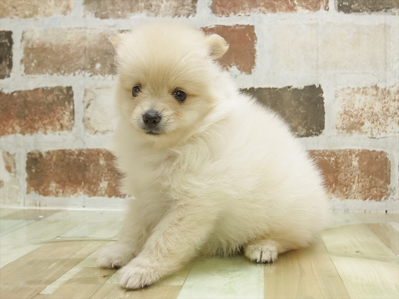 福井県のポメラニアン (ワンラブフレンドタウン福井店/2025年7月5日生まれ/女の子/クリーム)の子犬の2枚目の画像