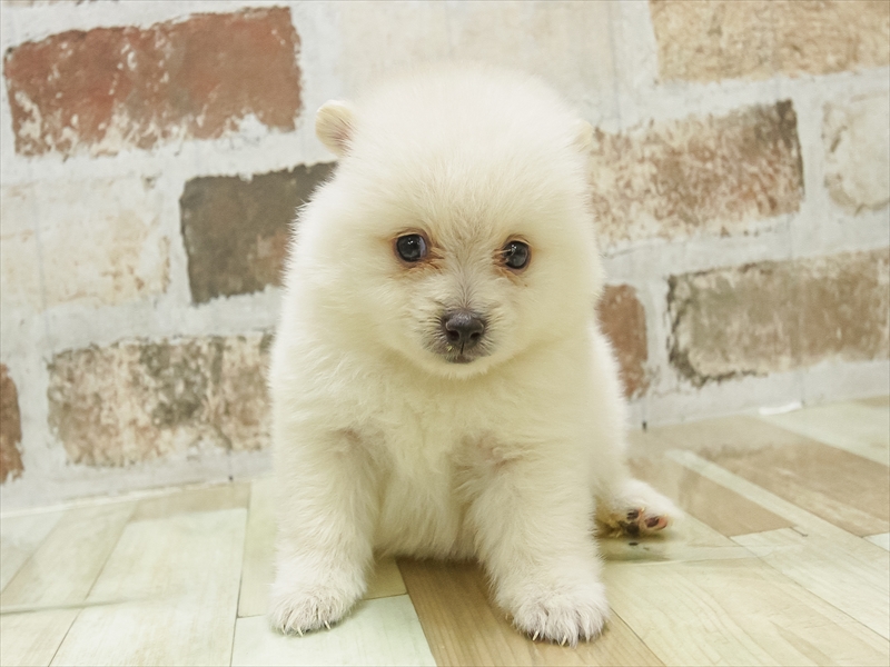 愛知県のポメラニアン (ワンラブイオン春日井店/2025年7月4日生まれ/女の子/ホワイト)の子犬の3枚目の画像