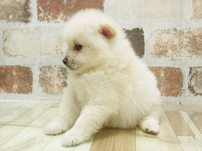 愛知県のポメラニアン (ワンラブイオン春日井店/2025年7月4日生まれ/女の子/ホワイト)の子犬の2枚目の画像