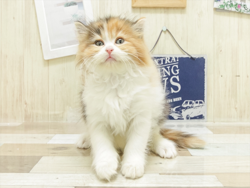 愛知県のラガマフィン (ワンラブららぽーと安城店/2025年7月6日生まれ/女の子/キャリコ)の子猫の3枚目の画像