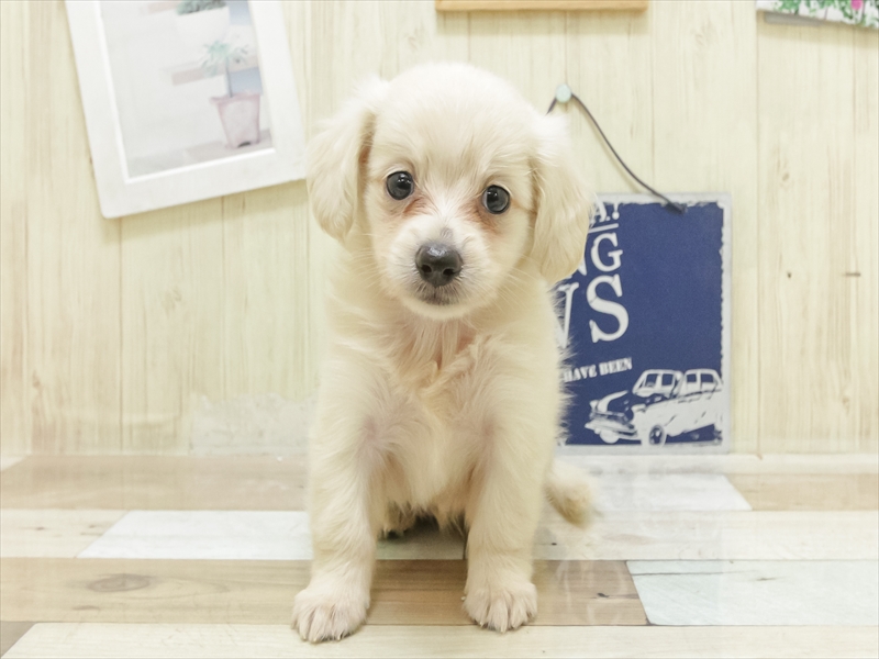 香川県のポメックス(ポメラニアン×ダックス) (ワンラブイオンタウン宇多津店/2025年7月5日生まれ/女の子/クリーム)の子犬の3枚目の画像