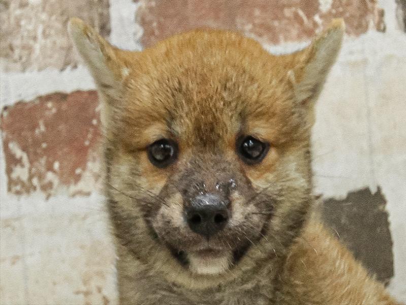 静岡県の柴犬(標準サイズ) (ワンラブ浜松本店/2025年7月6日生まれ/女の子/赤)の子犬