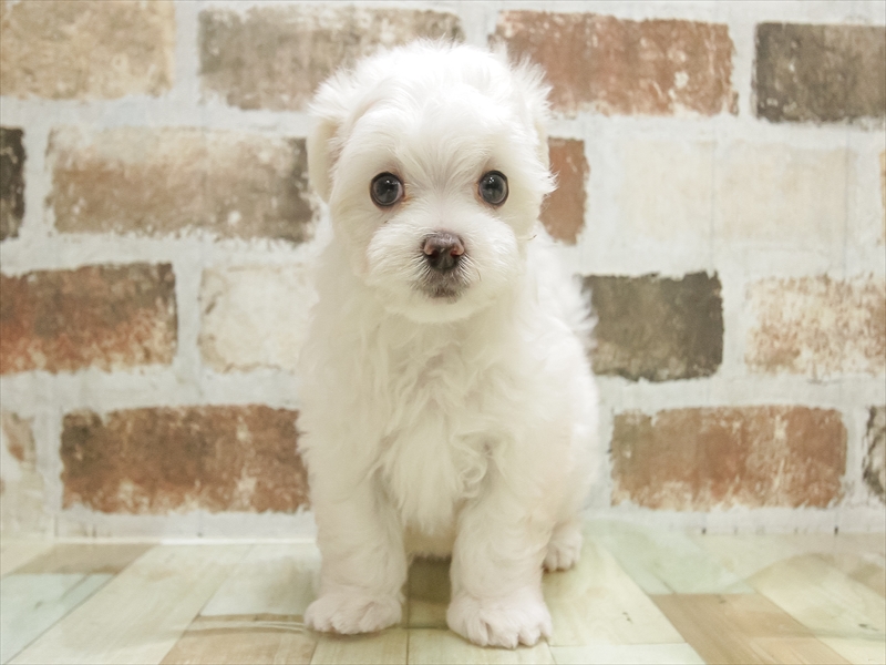 福井県のマルチーズ (ワンラブフレンドタウン福井店/2025年7月5日生まれ/男の子/ホワイト)の子犬の3枚目の画像