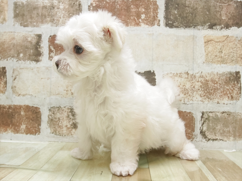 福井県のマルチーズ (ワンラブフレンドタウン福井店/2025年7月5日生まれ/男の子/ホワイト)の子犬の2枚目の画像