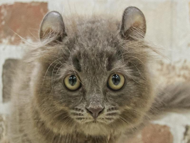 福岡県のアメリカンカール (ワンラブゆめタウン久留米店/2025年7月6日生まれ/男の子/ブルータビー)の子猫の1枚目の画像