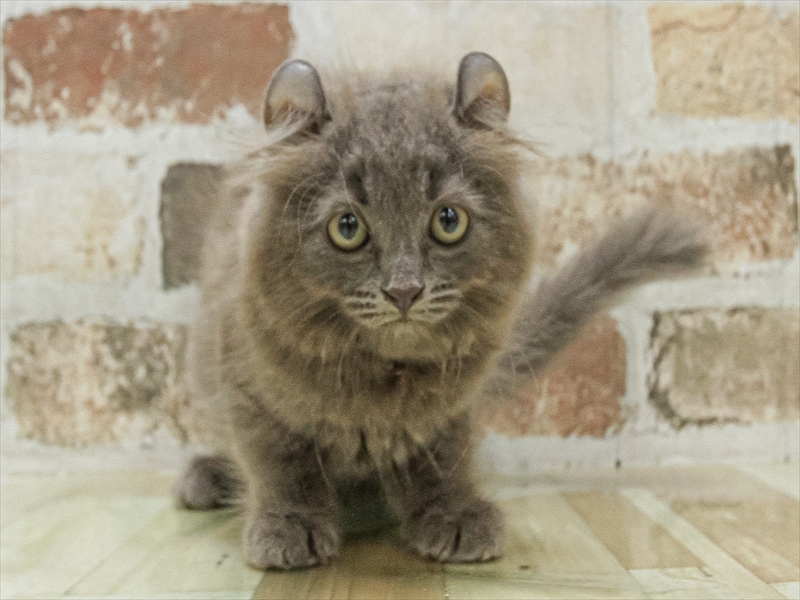 福岡県のアメリカンカール (ワンラブゆめタウン久留米店/2025年7月6日生まれ/男の子/ブルータビー)の子猫の3枚目の画像