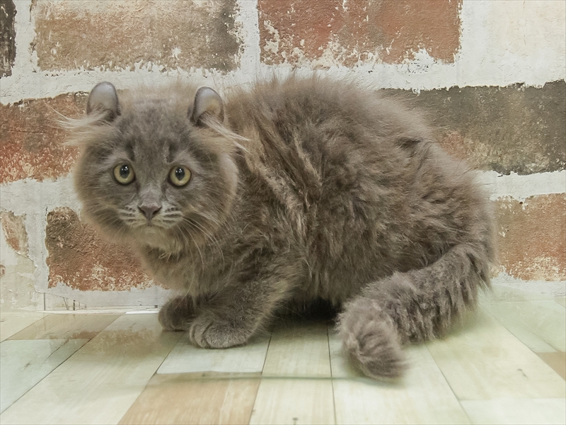 福岡県のアメリカンカール (ワンラブゆめタウン久留米店/2025年7月6日生まれ/男の子/ブルータビー)の子猫の2枚目の画像