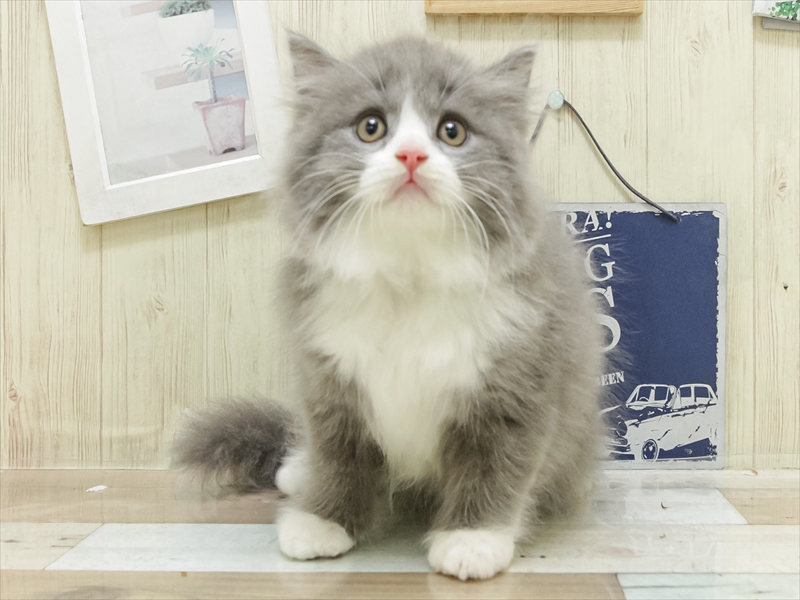 大阪府のスコティッシュフォールド (ワンラブららぽーと堺店/2025年7月4日生まれ/男の子/ブルータビーホワイト)の子猫の3枚目の画像