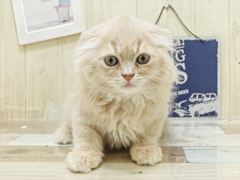 福岡県のスコティッシュフォールド (ワンラブ福岡総本店/2025年6月30日生まれ/女の子/クリームタビー)の子猫の3枚目の画像
