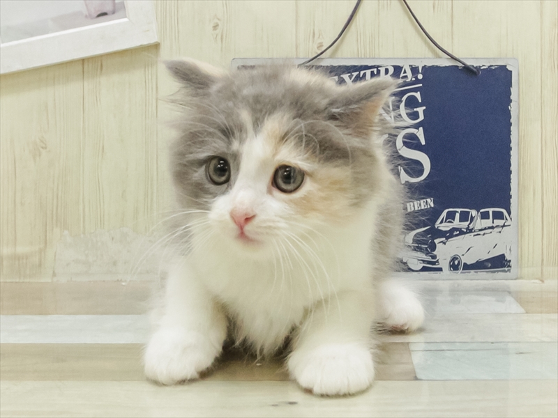 兵庫県のラガマフィン (ワンラブブルメール舞多聞店/2025年7月5日生まれ/女の子/ブルーパッチドタビーホワイト)の子猫の3枚目の画像