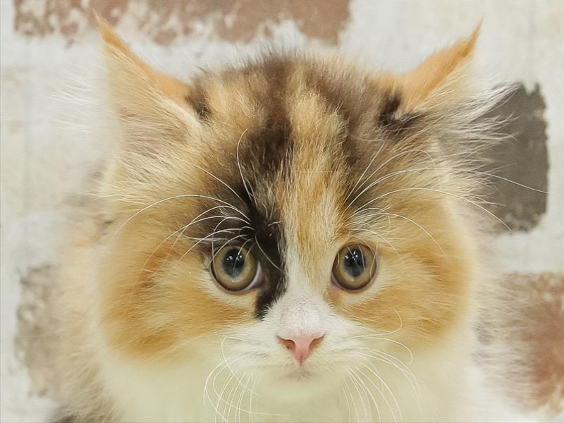 石川県のスコティッシュフォールド (ワンラブイオンタウン金沢示野店/2025年7月5日生まれ/女の子/ブラウンパッチドタビーホワイト)の子猫の1枚目の画像