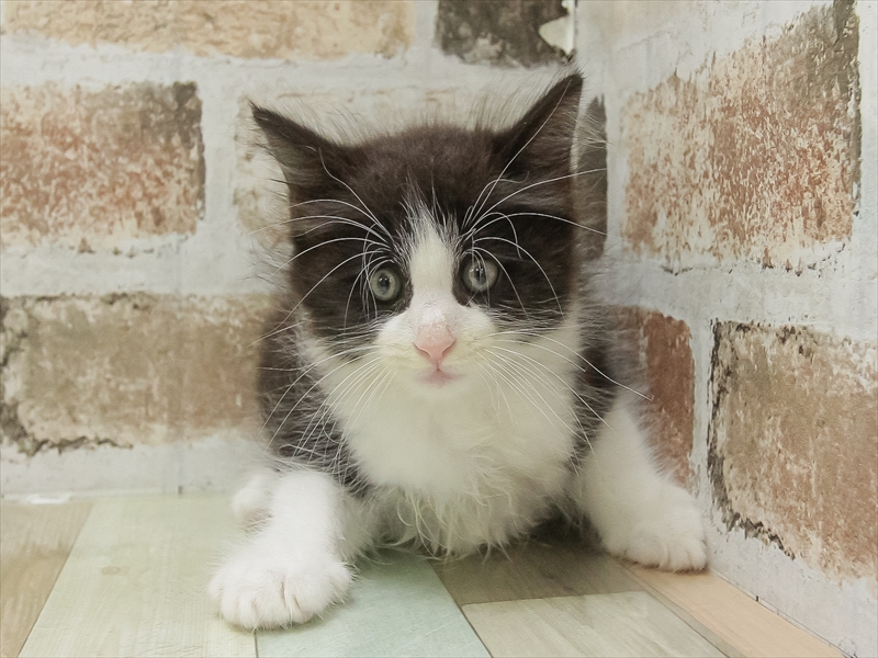 愛知県のノルウェージャンフォレストキャット (ワンラブ豊橋豊川線通り店/2025年7月6日生まれ/男の子/ブラックホワイト)の子猫の3枚目の画像