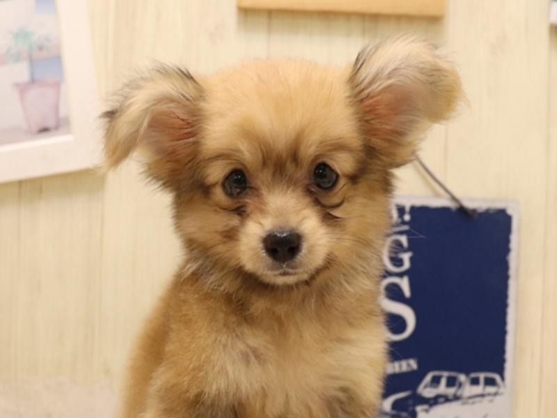 愛知県のポメックス(ポメラニアン×ダックス) (ワンラブ名古屋守山インター総本店/2025年7月4日生まれ/女の子/オレンジ)の子犬の1枚目の画像