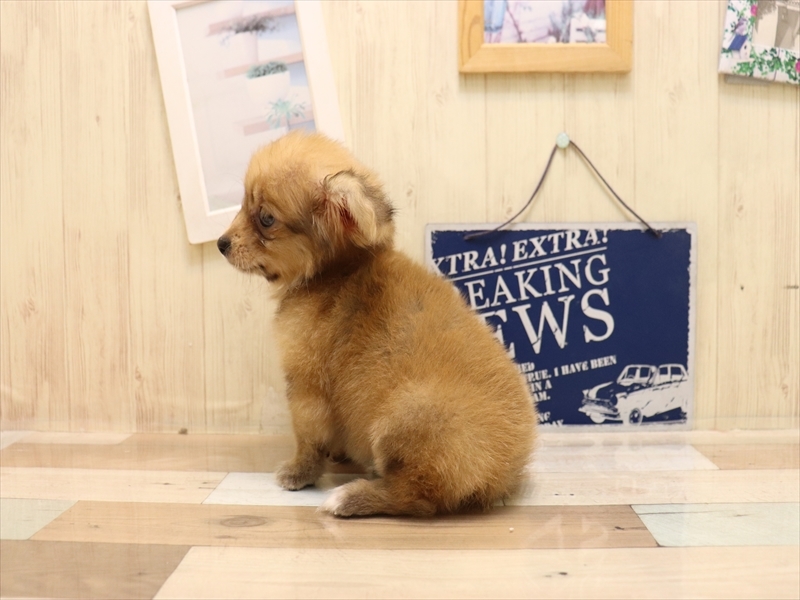 愛知県のポメックス(ポメラニアン×ダックス) (ワンラブ名古屋守山インター総本店/2025年7月4日生まれ/女の子/オレンジ)の子犬の3枚目の画像