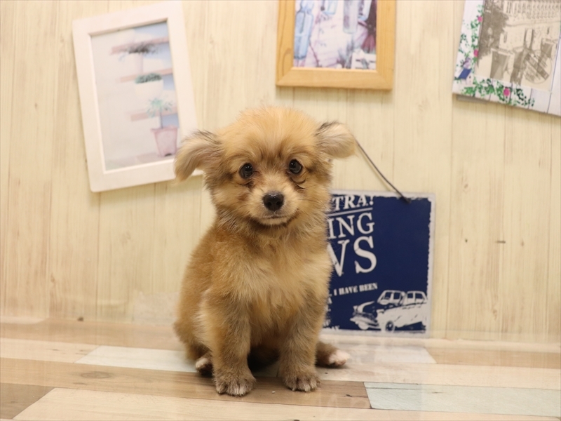 愛知県のポメックス(ポメラニアン×ダックス) (ワンラブ名古屋守山インター総本店/2025年7月4日生まれ/女の子/オレンジ)の子犬の2枚目の画像
