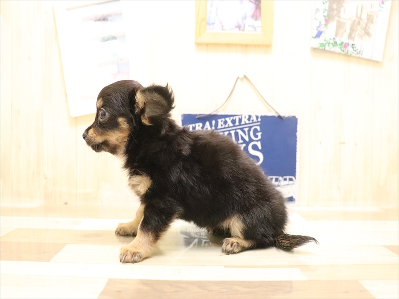 愛知県のチワックス(チワワ×ダックス) (ワンラブドン・キホーテ パウ中川山王店/2025年7月5日生まれ/女の子/ブラックタン)の子犬の3枚目の画像
