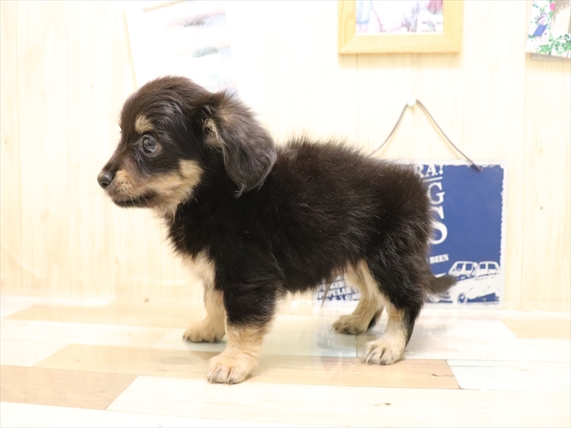 愛知県のチワックス(チワワ×ダックス) (ワンラブ名古屋守山インター総本店/2025年7月5日生まれ/男の子/ブラックタン)の子犬の3枚目の画像