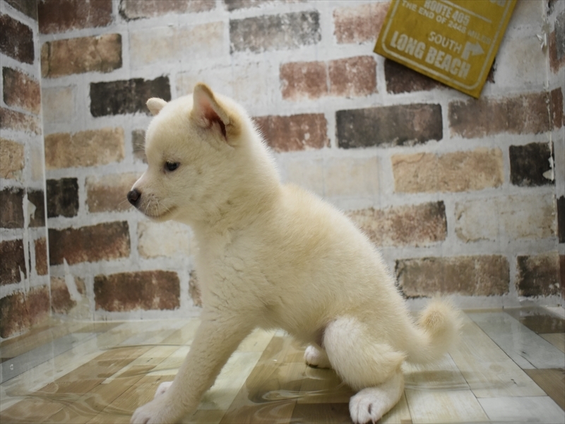 岐阜県の柴犬(標準サイズ) (ワンラブ関山王通り店(FC)/2025年7月5日生まれ/女の子/白)の子犬の3枚目の画像