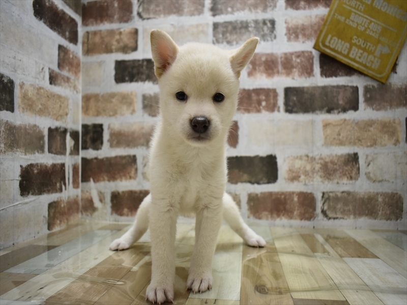岐阜県の柴犬(標準サイズ) (ワンラブ関山王通り店(FC)/2025年7月5日生まれ/女の子/白)の子犬の2枚目の画像