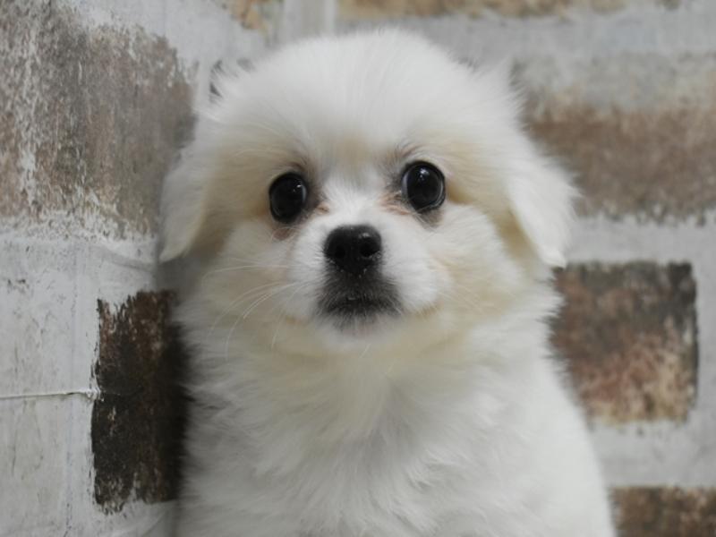 愛知県のハーフ犬・ミックス犬 (ワンラブホームセンターバロー千音寺店(FC)/2025年7月7日生まれ/男の子/ホワイトクリーム)の子犬の1枚目の画像
