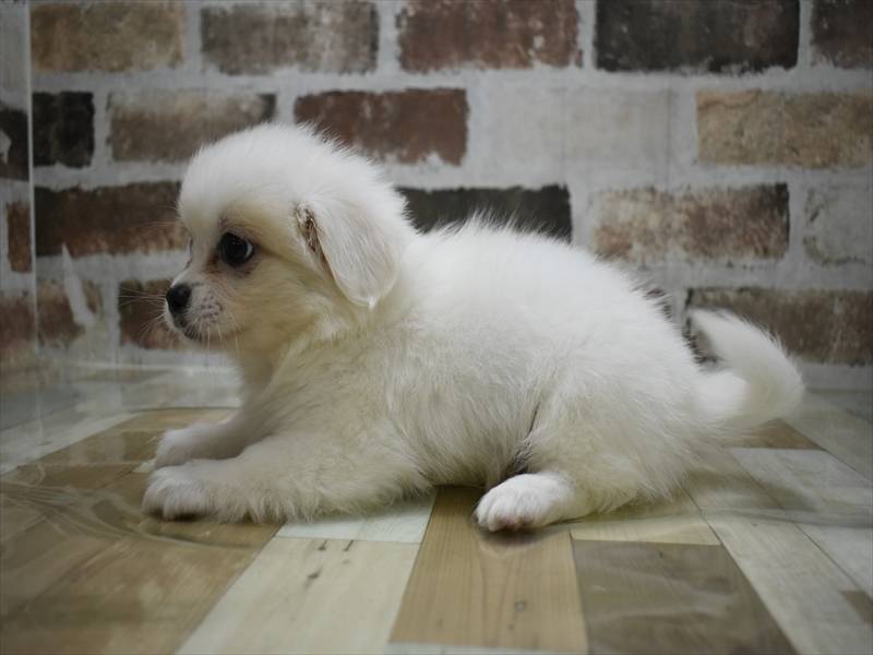 愛知県のハーフ犬・ミックス犬 (ワンラブホームセンターバロー千音寺店(FC)/2025年7月7日生まれ/男の子/ホワイトクリーム)の子犬の3枚目の画像