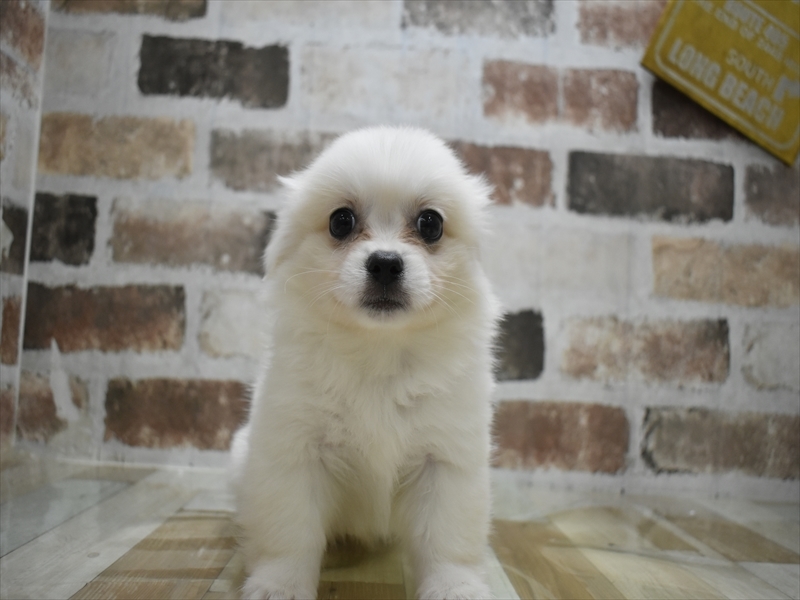 愛知県のハーフ犬・ミックス犬 (ワンラブホームセンターバロー千音寺店(FC)/2025年7月7日生まれ/男の子/ホワイトクリーム)の子犬の2枚目の画像