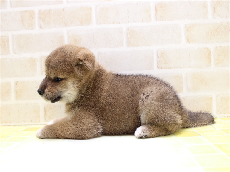 神奈川県の柴犬(標準サイズ) (ワンラブららぽーと海老名店/2025年7月7日生まれ/女の子/赤)の子犬の3枚目の画像