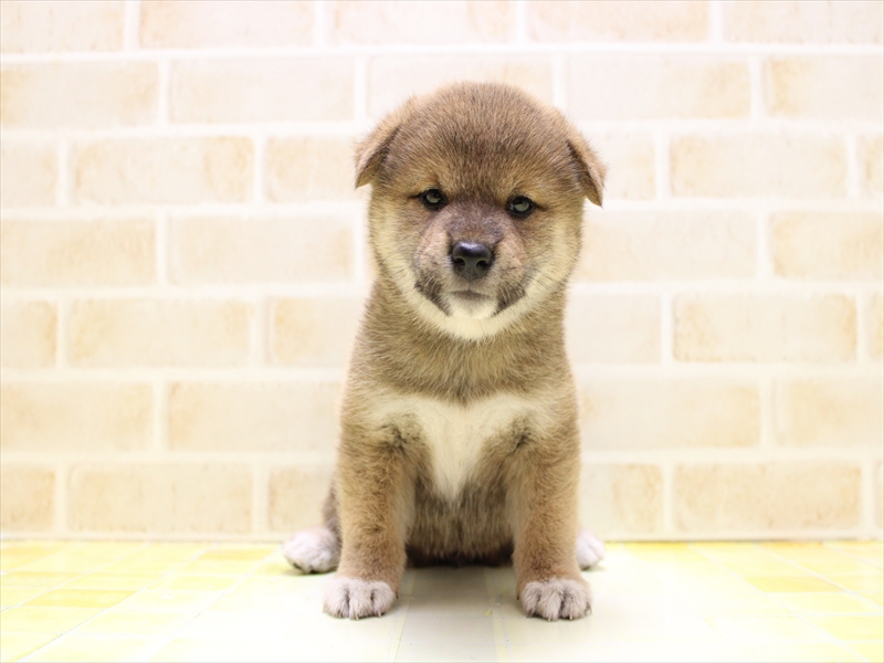 神奈川県の柴犬(標準サイズ) (ワンラブららぽーと海老名店/2025年7月7日生まれ/女の子/赤)の子犬の2枚目の画像