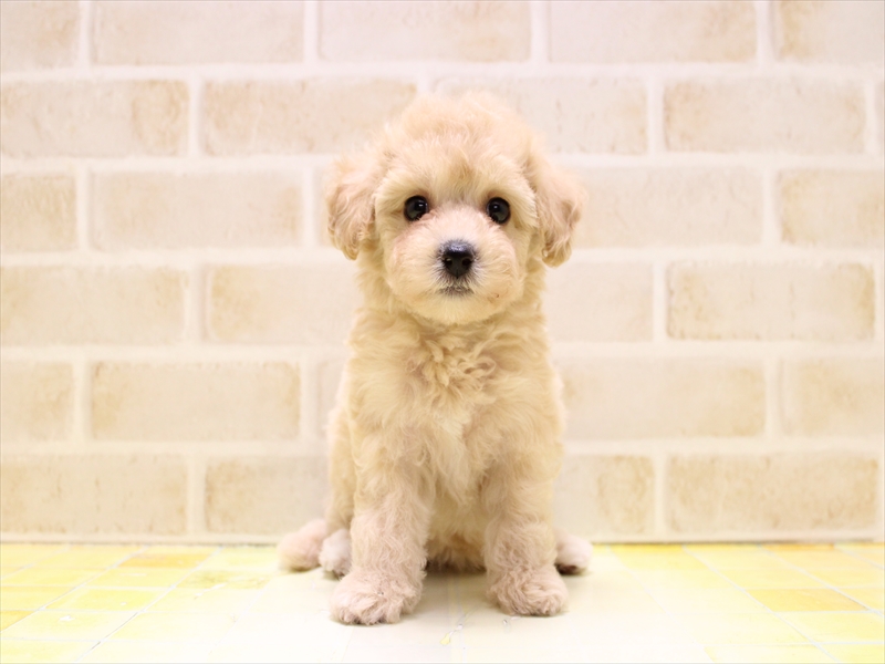 神奈川県のビションプー(ビションフリーゼ×プードル) (ワンラブららぽーと海老名店/2025年7月5日生まれ/女の子/アプリコット)の子犬の3枚目の画像