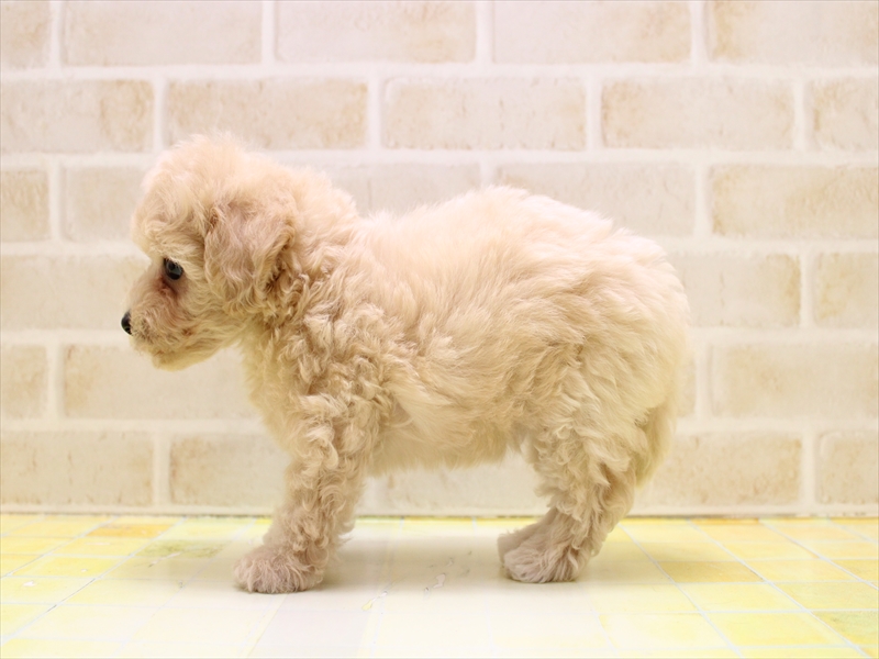 神奈川県のビションプー(ビションフリーゼ×プードル) (ワンラブららぽーと海老名店/2025年7月5日生まれ/女の子/アプリコット)の子犬の2枚目の画像