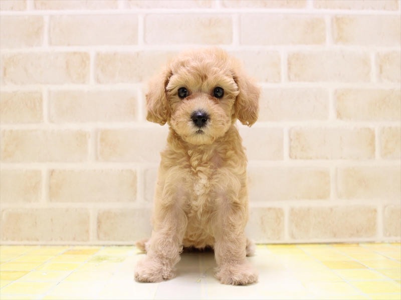 神奈川県のビションプー(ビションフリーゼ×プードル) (ワンラブCoaska Bayside横須賀店/2025年7月5日生まれ/女の子/アプリコット)の子犬の3枚目の画像